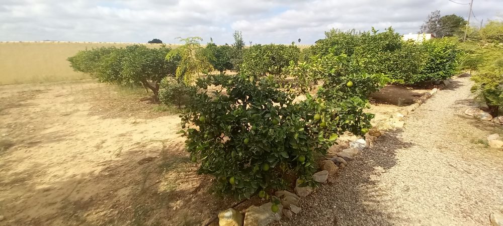 Finca rustica en San Javier, Murcia